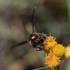 Paralastor sp. (genus) at Croke Place Grassland (CPG) - 1 Dec 2023