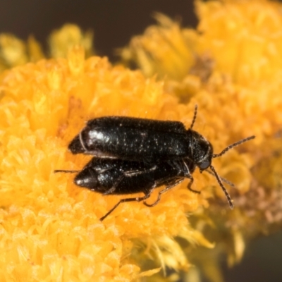 Dasytinae (subfamily) (Soft-winged flower beetle) at Dawn Crescent Grassland (DCG) - 1 Dec 2023 by kasiaaus