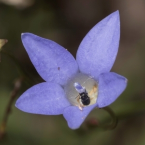 Dasytinae (subfamily) at McKellar, ACT - 1 Dec 2023