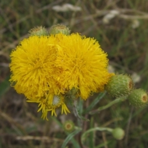 Podolepis jaceoides at Flynn, ACT - 1 Dec 2023