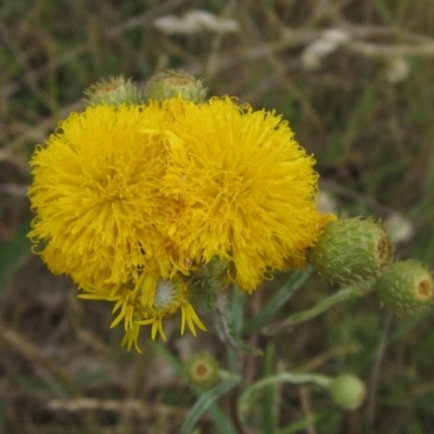 Podolepis jaceoides (Showy Copper-wire Daisy) at Flynn, ACT - 1 Dec 2023 by pinnaCLE