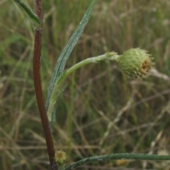 Podolepis jaceoides at Flynn, ACT - 1 Dec 2023