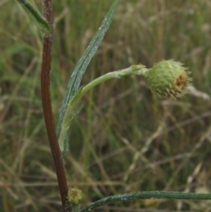 Podolepis jaceoides at Flynn, ACT - 1 Dec 2023