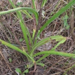 Podolepis jaceoides at Flynn, ACT - 1 Dec 2023