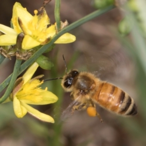 Apis mellifera at Croke Place Grassland (CPG) - 1 Dec 2023