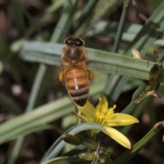 Apis mellifera at Croke Place Grassland (CPG) - 1 Dec 2023