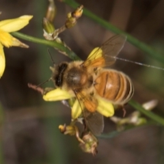 Apis mellifera at Croke Place Grassland (CPG) - 1 Dec 2023