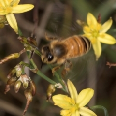 Apis mellifera at Croke Place Grassland (CPG) - 1 Dec 2023