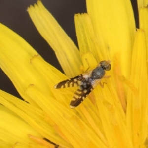 Spathulina acroleuca at Croke Place Grassland (CPG) - 1 Dec 2023