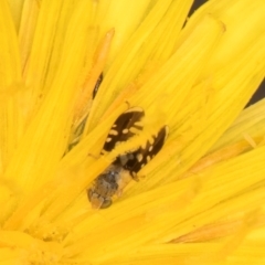 Spathulina acroleuca at Croke Place Grassland (CPG) - 1 Dec 2023