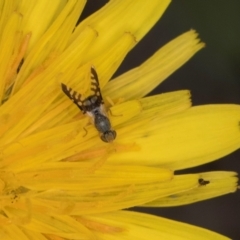 Spathulina acroleuca at Croke Place Grassland (CPG) - 1 Dec 2023