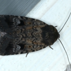 Thoracolopha verecunda (A Noctuid moth (Acronictinae)) at Ainslie, ACT - 12 Nov 2023 by jb2602