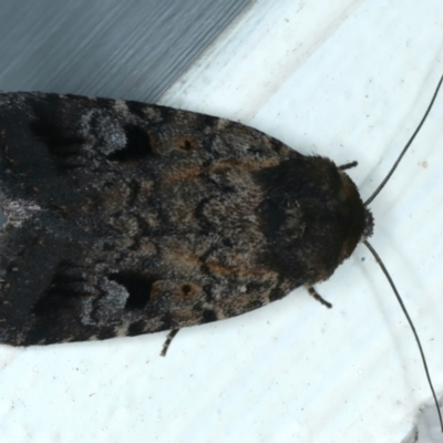 Thoracolopha verecunda (A Noctuid moth (Acronictinae)) at Ainslie, ACT - 12 Nov 2023 by jb2602