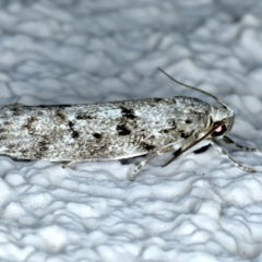 Philobota philostaura (A Concealer moth (Philobota group)) at Ainslie, ACT - 12 Nov 2023 by jb2602