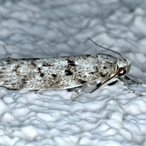 Philobota philostaura at Ainslie, ACT - 12 Nov 2023 10:39 PM