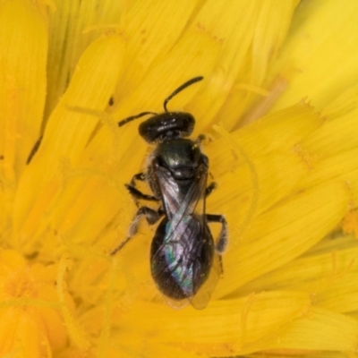 Lasioglossum (Chilalictus) sp. (genus & subgenus) (Halictid bee) at Croke Place Grassland (CPG) - 1 Dec 2023 by kasiaaus