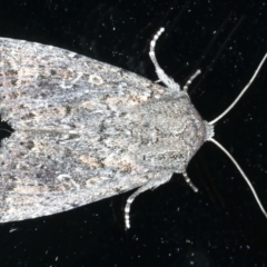 Dasygaster padockina (Tasmanian Cutworm) at Ainslie, ACT - 12 Nov 2023 by jb2602