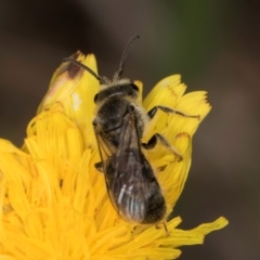 Lasioglossum (Chilalictus) lanarium (Halictid bee) at McKellar, ACT - 1 Dec 2023 by kasiaaus