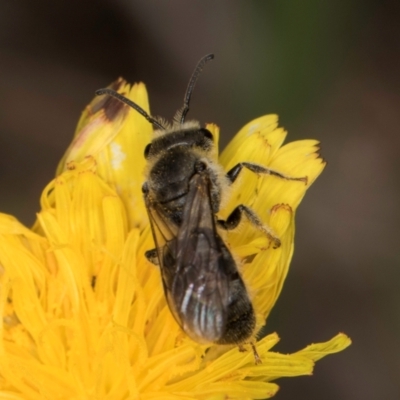 Lasioglossum (Chilalictus) lanarium (Halictid bee) at Croke Place Grassland (CPG) - 1 Dec 2023 by kasiaaus