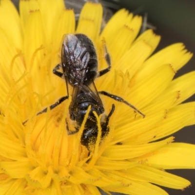 Lasioglossum (Chilalictus) lanarium (Halictid bee) at Croke Place Grassland (CPG) - 1 Dec 2023 by kasiaaus