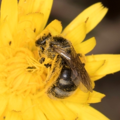 Lasioglossum (Chilalictus) sp. (genus & subgenus) (Halictid bee) at McKellar, ACT - 1 Dec 2023 by kasiaaus