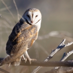 Tyto alba (Barn Owl) at Michelago, NSW - 28 Oct 2023 by Illilanga