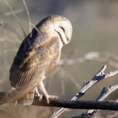 Tyto alba at Illilanga & Baroona - 29 Oct 2023