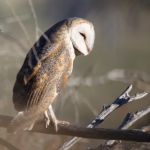 Tyto javanica at Illilanga & Baroona - 29 Oct 2023 06:07 AM