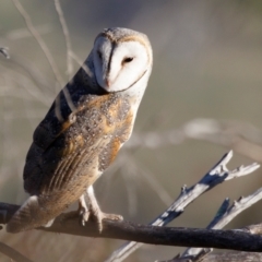 Tyto javanica at Illilanga & Baroona - 29 Oct 2023 06:07 AM