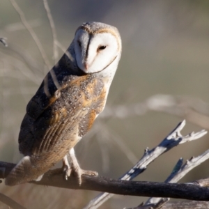 Tyto javanica at Illilanga & Baroona - 29 Oct 2023 06:07 AM