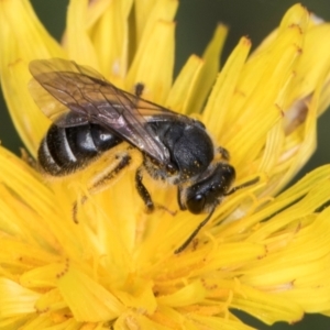 Lasioglossum (Chilalictus) sp. (genus & subgenus) at Croke Place Grassland (CPG) - 1 Dec 2023