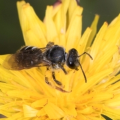 Lasioglossum (Chilalictus) sp. (genus & subgenus) at Croke Place Grassland (CPG) - 1 Dec 2023