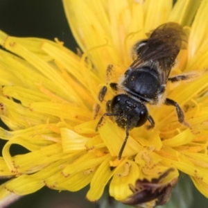 Lasioglossum (Chilalictus) sp. (genus & subgenus) at Croke Place Grassland (CPG) - 1 Dec 2023