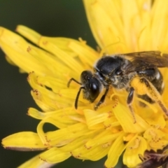 Lasioglossum (Chilalictus) sp. (genus & subgenus) at McKellar, ACT - 1 Dec 2023