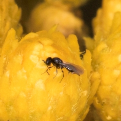 Chalcidoidea (superfamily) (A gall wasp or Chalcid wasp) at McKellar, ACT - 1 Dec 2023 by kasiaaus