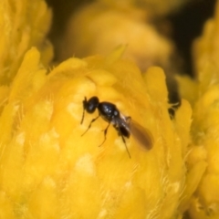 Chalcidoidea (superfamily) at McKellar, ACT - 1 Dec 2023