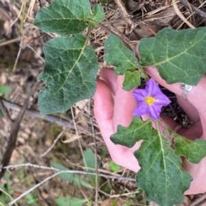 Solanum prinophyllum at Bannaby, NSW - suppressed