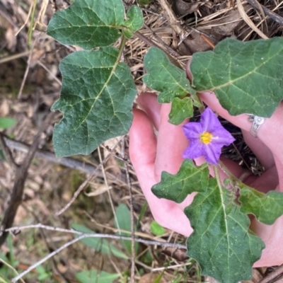 Solanum prinophyllum (Forest Nightshade) at Bannaby, NSW - 1 Dec 2023 by Emzouch