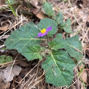 Solanum prinophyllum at Bannaby, NSW - suppressed