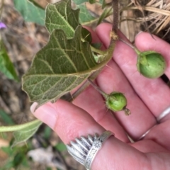 Solanum prinophyllum at Bannaby, NSW - suppressed