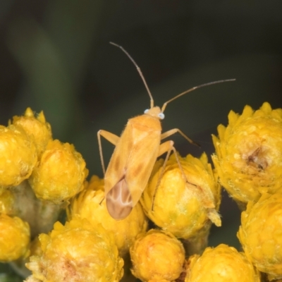 Miridae (family) (Unidentified plant bug) at McKellar, ACT - 1 Dec 2023 by kasiaaus