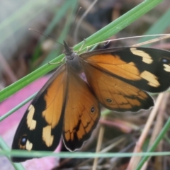 Heteronympha merope (Common Brown Butterfly) at WREN Reserves - 30 Nov 2023 by KylieWaldon