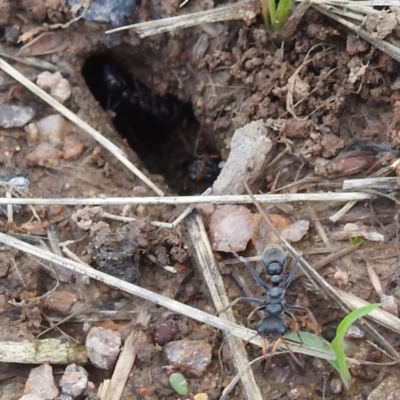 Myrmecia sp., pilosula-group (Jack jumper) at Lions Youth Haven - Westwood Farm A.C.T. - 1 Dec 2023 by HelenCross