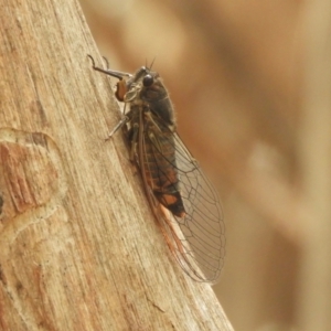 Yoyetta robertsonae at Murrumbateman, NSW - 1 Dec 2023