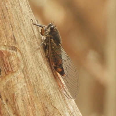 Yoyetta robertsonae (Clicking Ambertail) at Murrumbateman, NSW - 30 Nov 2023 by SimoneC