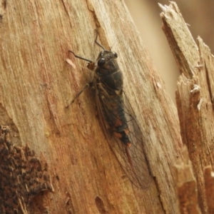 Yoyetta robertsonae at Murrumbateman, NSW - 1 Dec 2023