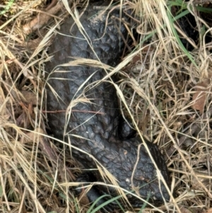 Tiliqua rugosa at Hackett, ACT - 1 Dec 2023