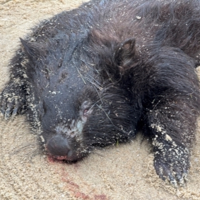 Vombatus ursinus (Common wombat, Bare-nosed Wombat) at Yanakie, VIC - 25 Nov 2023 by Louisab