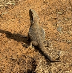 Pogona barbata (Eastern Bearded Dragon) at Hackett, ACT - 1 Dec 2023 by Louisab