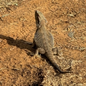 Pogona barbata at Hackett, ACT - 1 Dec 2023